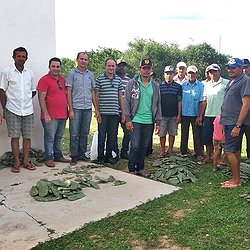 Agricultores recebem mudas de palma e passam por oficina em Massapê do Piauí