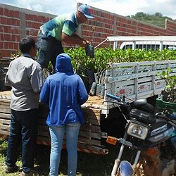 Agricultura de Massapê distribui 3 mil mudas de caju aos produtores